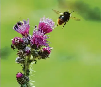 ?? Foto: Alexander Kaya (Symbolbild) ?? Oft sind es die eher unauffälli­gen, mitunter auch unerwünsch­ten Pflanzen, die Bienen und anderen Insekten eine gute Nahrungs‰ grundlage bieten. Nach wie vor sind zahlreiche Arten bedroht.
