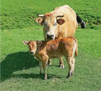  ?? ?? Das vermisste Kalb Erika mit Mutter Edelweiß.