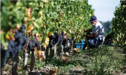  ?? Photograph: Caroline Blumberg/EPA ?? Workers harvest grapes at a vineyard in Saint-Émilion near Bordeaux, France.
