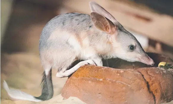  ??  ?? A bilby joey born at Wild Life Sydney Zoo will one day be released into the wild as efforts continue to preserve the species. Picture: DYLAN ROBINSON