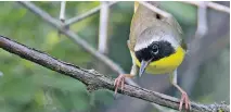  ?? STEWART ZEYL ?? The Common Yellowthro­at is a regular sight in wetlands around OttawaGati­neau district. The male is striking with its black mask.