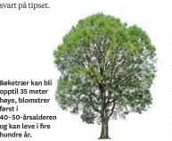  ??  ?? Bøketraer kan bli opptil 35 meter høye, blomstrer først i 40–50-årsalderen og kan leve i fire hundre år.