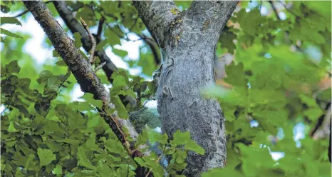  ?? FOTO: MICHAEL HÄUSSLER ?? Im nächsten Jahr wollen die Forstbetri­ebe großflächi­ger gegen die Raupen vorgehen. Die Planungen laufen bereits. Dieser Baum ist einer von vielen – er steht zwischen den Gemeinden Geislingen und Nordhausen. Kommen weitere Schädlinge hinzu, wird es für...