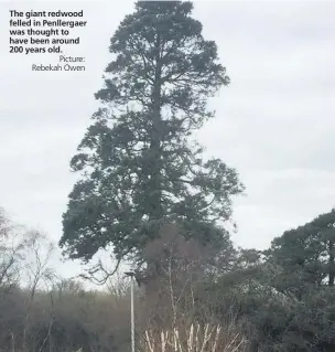  ?? Picture: Rebekah Owen ?? The giant redwood felled in Penllergae­r was thought to have been around 200 years old.