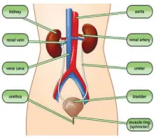  ??  ?? Diagram showing parts of the Excretory System