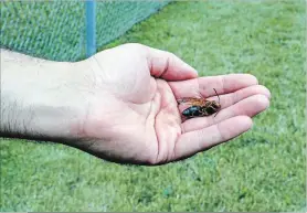  ?? KRIS DUBE
THE WELLAND TRIBUNE ?? Brian Wyatt of Port Colborne’s parks and recreation department holds a lifeless Japanese hornet.
