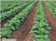  ??  ?? Tobacco crop