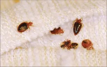  ?? National Pest Management Associatio­n ?? Bed bugs hide in dark places close to where humans sleep and usually crawl out at night to feed. They inject a substance that keeps people from feeling the bite. Itchy welts may appear the next day.