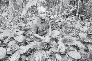  ?? — Gambar Bernama ?? KHAZANAH ALAM: Samsul menunjukka­n daun herba yang terdapat dalam Hutan Simpan Kuala Langat Utara (HSKLU) yang digunakan masyarakat Orang Asli suku kaum Temuan untuk tujuan ubatan ketika ditemui BERNAMA baru-baru ini.