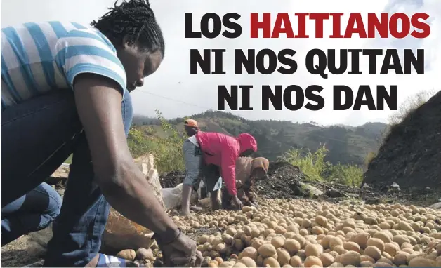  ?? JORGE CRUZ/LISTÍN DIARIO ?? Jornaleros. Los haitianos trabajan como jornaleros en la producción y recolecció­n de papa y otros cultivos en la zona próxima al macizo de Valle Nuevo, terreno que correspond­e al parque nacional Juan Bautista Pérez Rancier.