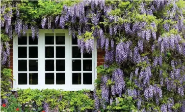  ??  ?? Head-turner: Japanese wisteria’s pretty, tumbling flowers cover an English cottage