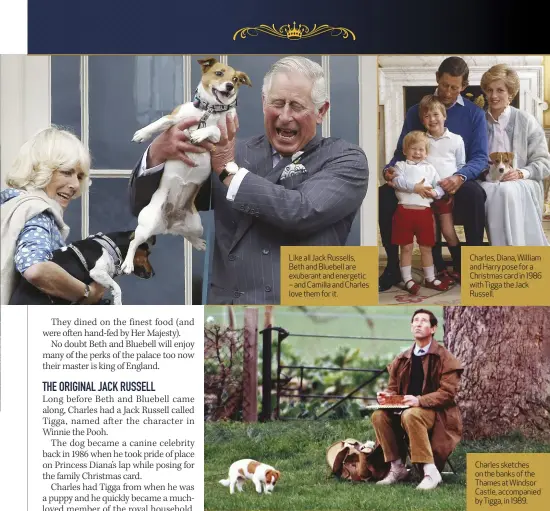  ?? ?? Like all Jack Russells, Beth and Bluebell are exuberant and energetic – and Camilla and Charles love them for it.
Charles, Diana, William and Harry pose for a Christmas card in 1986 with Tigga the Jack Russell.
Charles sketches on the banks of the Thames at Windsor Castle, accompanie­d by Tigga, in 1989.