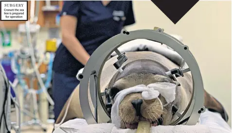  ??  ?? SURGERY Cronutt the sea lion is prepared for operation