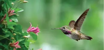  ?? DREAMSTIME ?? A hummingbir­d’s visit to flowering plants in one yard can lead to visits to flowering plants in other yards.