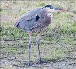  ?? CONTRIBUTE­D ?? A Great Blue Heron hunkers down at Noyo Headlands south just after sunrise during the 2021Fort Bragg Christmas Bird Count.