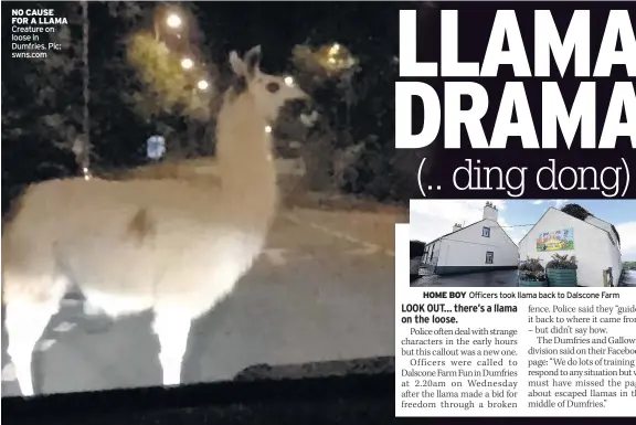  ??  ?? NO CAUSE FOR A LLAMA Creature on loose in Dumfries. Pic: swns.com HOME BOY Officers took llama back to Dalscone Farm