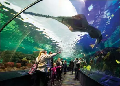  ?? ZOU ZHENG / XINHUA ?? Visitors to Ripley’s Aquarium of Canada in Toronto are surrounded by fish on Feb 21. The aquarium was packed with visitors celebratin­g the nation’s Family Day.