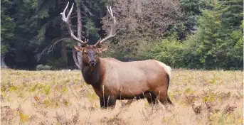  ??  ?? Un wapiti en liberté. - Gracieuset­é