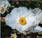  ?? ?? The Matalija poppy is part of the Meadow Garden at Heaps Peak Arboretum.