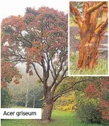  ??  ?? Acer griseum