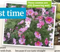  ??  ?? These cosmos are still flowering well