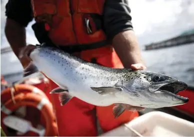  ??  ?? ‘Nightmare’: The salmon farming industry is facing a crisis of lice infestatio­ns and disease