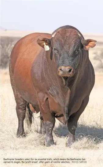  ?? PHOTOS: SUPPLIED ?? Beefmaster breeders select for six essential traits, which means the Beefmaster has earned its slogan, the ‘profit breed’, after years of careful selection.