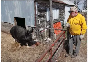  ?? (AP/Charlie Neibergall) ?? Chris Petersen looks at a Berkshire hog in a pen Friday on his farm near Clear Lake, Iowa. The coronaviru­s pandemic has created problems for all meat producers, but pork farmers have been hit especially hard. More photos at arkansason­line.com/422hog/.