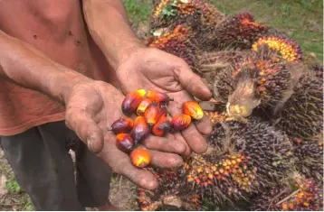  ??  ?? A palm oil farmer displaying palm oil seeds in Kampar, Riau province. Indonesian palm oil farmer Kawal Surbakti says his livelihood is under attack, but the threat is not from insects or hungry orangutans eating his prized crop. — AFP photo