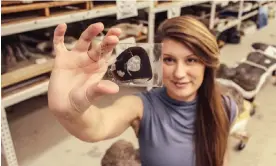 ?? Photograph: Tiffany Cassidy/The Guardian ?? Jasmina Wiemann holds up a fossil of an Allosaurus. This small cross-section of bone can reveal changes over the animal’s life.