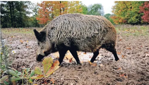  ?? RP-FOTO: ANDREAS ENDERMANN ?? Die Zahl der Wildschwei­ne ist explodiert. An der Grenze zu Hilden, unweit Haus Horst, wurden sie gesehen, ebenso im Hasseler Wald.