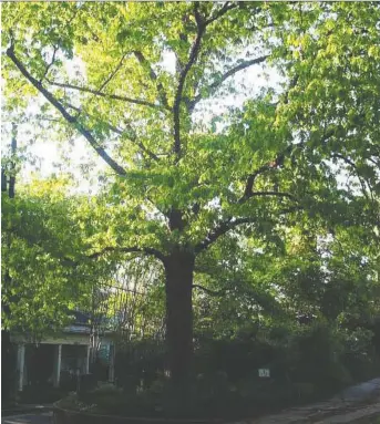  ??  ?? This 74-year-old oak tree growing in the middle of the road in the Dearing Street Historic District of Athens, Ga. has legal ownership of itself.