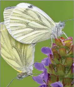  ??  ?? A lot of people recorded sightings of Green-veined White butterflie­s during 2018.