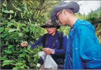  ?? JIANG HAN / XINHUA ?? Sun Junwei, professor of ecology at the China Jiliang University in Hangzhou, Zhejiang province, and a colleague collect plant saplings during a field survey of the Qianjiangy­uan-Baishanzu National Park in May last year.