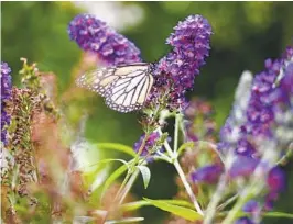  ?? JOHN DAMIANO VIA AP ?? All butterflie­s, like this monarch, start out as caterpilla­rs, which love eating plants. Consider a few holes in your leaves as signs of a healthy ecosystem.