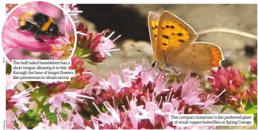  ??  ?? The buff tailed bumblebee has a short tongue allowing it to bite through the base of longer flowers like penstemon to obtain nectar This compact marjoram is the preferred plant of small copper butterflie­s at Spring Cottage