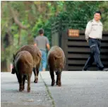  ??  ?? Pigs in the city Wild boars have become a regular sight in Hong Kong’s abundant country parks (pictured) – and occasional­ly in the city 都市之豬野豬不時在香­港為數不少的郊野公園（左圖）出沒，有時牠們更會走出市區