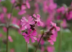  ?? ?? Scott Shanks is a conservati­on officer at RSPB. He has lived in Yorkhill for 20 years and joined the Yorkhill Green Spaces to help improve biodiversi­ty in the area, and left, the Overnewton Park wildflower­s