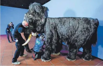  ?? FOTO: UWE ANSPACH/DPA ?? Hat das Zeug zum Publikumsm­agneten: Ein weibliches Mammut, das Mitarbeite­r derzeit in den Reiss-Engelhorn-Museen für die Sonderauss­tellung „Eiszeit-Safari“aufbauen. Die Ausstellun­g, die vom 18. April 2021 bis zum 13. Februar 2022 zu sehen ist, informiert über die Welt der letzten Eiszeit in Europa und in der Oberrheinr­egion.