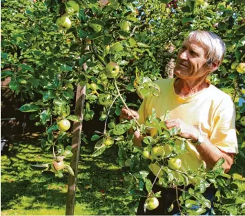  ?? Archivfoto: Sandra Baumberger ?? Anton Klaus hat in seinem Garten mehr als 500 Apfel und 150 Birnensort­en. Es sind alte Sorten, die zum Teil vom Aussterben be droht sind.