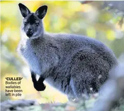  ??  ?? ‘CULLED’ Bodies of wallabies have been left in pile