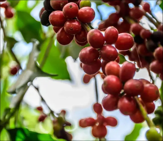  ?? Thinkstock ?? Dave Eggers’ latest book chronicles the saga of a Yemeni American who dreams of resurrecti­ng the ancient art of Yemeni coffee.