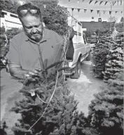  ?? Genaro Molina Los Angeles Times ?? “I had to look at 100 trees before I could find 10 that I wanted,” said George Lopez, a tree seller in Venice.