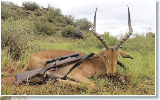  ??  ?? HOOFFOTO LINKS: Hierdie modderbede­kte blouwildeb­ees het die knie voor Mauser se staatmaker-7mm gebuig. FOTO BO: ’n Rooibokram in die bosveld is ’n taak waarvoor die 7x57 by uitstek geskik is.