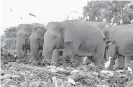  ?? ACHALA PUSSALLA/AP ?? Wild elephants scavenge for food at an open landfill Jan. 6 in the village of Pallakkadu in Sri Lanka. Plastic waste is leading to elephants dying in the region.