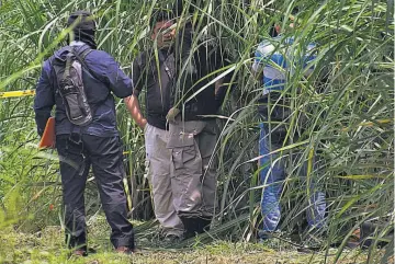  ??  ?? Entre caña. El cadáver fue localizado en un cañal de la hacienda Eufemia, cantón Piedra de Moler, de Nahulingo. Por el grado de descomposi­ción, las autoridade­s no pudieron determinar el arma utilizada.