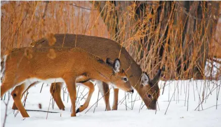  ?? ALEXANDRE SHIELDS LE DEVOIR ?? Le parc national des Îles-de-Bouchervil­le abrite une grande biodiversi­té, dont une quarantain­e d’espèces en péril, mais aussi de plus communs cerfs de Virginie, qui sont plus d’une centaine dans l’archipel.