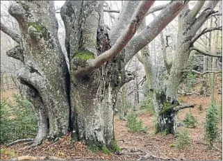  ?? ACCIÓNATUR­A ?? Hayedo de Sant Amand, en la comarca del Ripollès