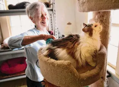  ?? Brian A. Pounds/Hearst Connecticu­t Media ?? Volunteer Nancy Swanson, of Monroe, has taken care of the cats for over 20 years at the SPCA of CT, at 359 Spring Hill Road in Monroe. The nonprofit is closing due to financial issues.