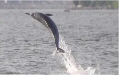  ??  ?? Photo provided by SBC shows a humpback dolphin.